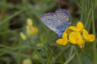 okgzl Mavi (Polyommatus icarus)