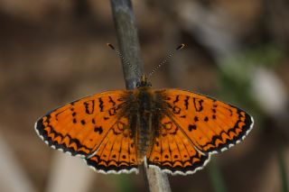 Trkistan parhan (Melitaea arduinna)