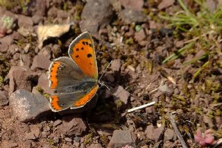 Benekli Bakr Gzeli (Lycaena phlaeas)