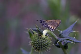 Sar Antenli Zpzp (Thymelicus sylvestris)