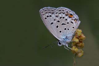 okgzl Gm Mavi (Albulina loewii)
