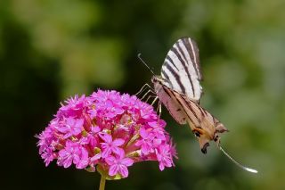 Erik Krlangkuyruk (Iphiclides podalirius)