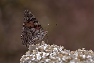 Diken Kelebei (Vanessa cardui)