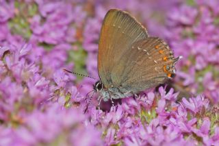 Byk Sevbeni (Satyrium ilicis)