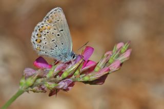 Anadolu Esmergz (Plebejus modicus)