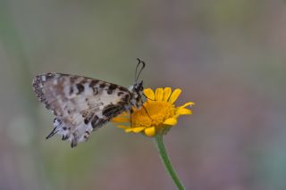 Orman Fistosu (Allancastria  cerisyi)
