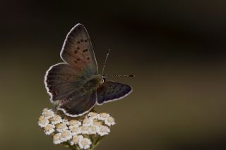 sli Bakr Gzeli (Lycaena tityrus)