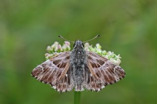 ark Zpzp (Carcharodus orientalis)