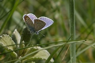 Anadolu Esmergz (Plebejus modicus)