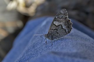 Anadolu Karamelei (Hipparchia fatua)