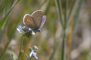 okgzl Meneke Mavisi (Polyommatus thersites)