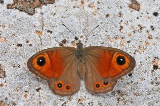 Esmerboncuk (Lasiommata maera)