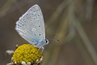 okgzl Dafnis (Polyommatus daphnis)