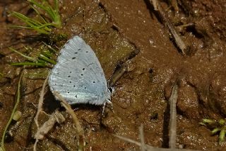 Kutsal Mavi (Celastrina argiolus)