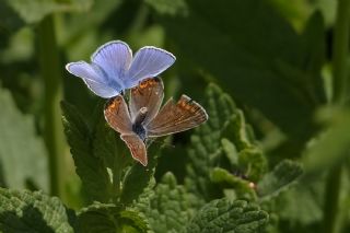 okgzl Mavi (Polyommatus icarus)