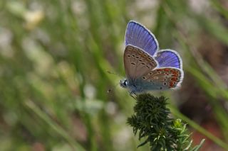 okgzl Meneke Mavisi (Polyommatus thersites)