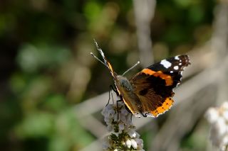 Atalanta (Vanessa atalanta)