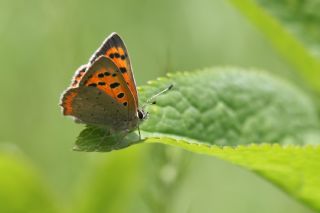 Benekli Bakr Gzeli (Lycaena phlaeas)