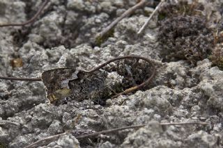 Anadolu Kzlmelei (Hipparchia pellucida)