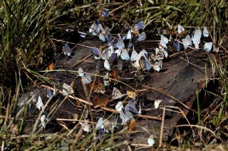 Sarbandl Zpzp (Pyrgus sidae)