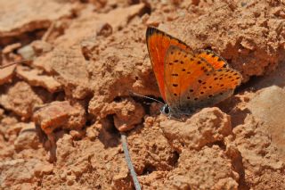 Alev Ategzeli (Lycaena kefersteinii)