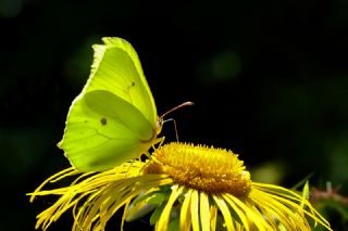 Orakkanat (Gonepteryx rhamni)