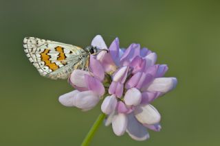 Sarbandl Zpzp (Pyrgus sidae)