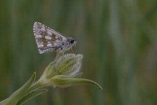 Zeytuni Zpzp (Pyrgus serratulae)