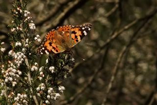 Diken Kelebei (Vanessa cardui)