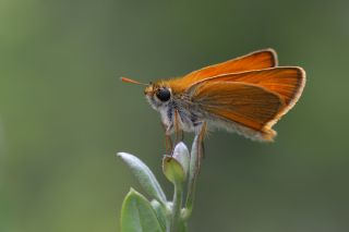 Sar Antenli Zpzp (Thymelicus sylvestris)