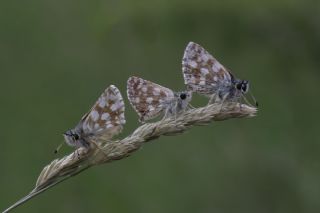 Kzl Zpzp (Spialia orbifer)