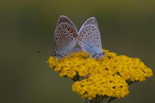 okgzl Amanda (Polyommatus amandus)