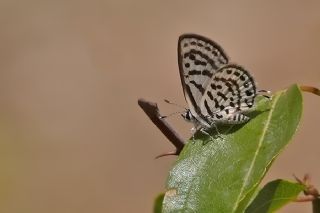 Balkan Kaplan (Tarucus balkanicus)