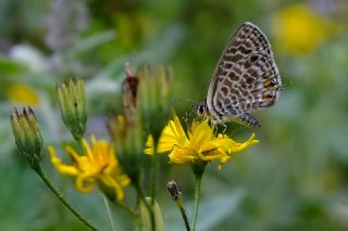 Mavi Zebra (Leptotes pirithous)