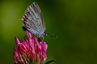 Everes&nbsp;(Cupido&nbsp;argiades)