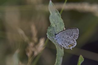 Everes (Cupido argiades)