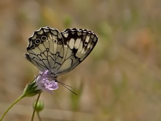 Akdeniz Melikesi (Melanargia titea)