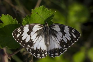 Akdeniz Melikesi (Melanargia titea)