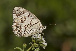 Akdeniz Melikesi (Melanargia titea)