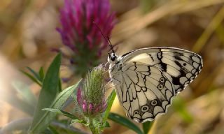 Akdeniz Melikesi (Melanargia titea)