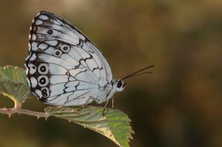 Akdeniz Melikesi (Melanargia titea)