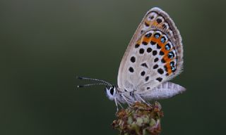 Gm Lekeli Esmergz (Plebejus argus)