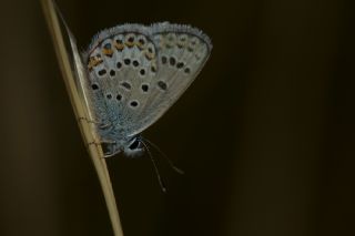 Gm Lekeli Esmergz (Plebejus argus)