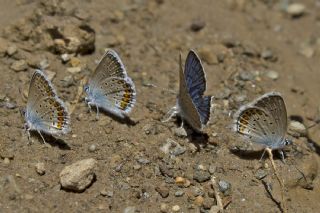 Gm Lekeli Esmergz (Plebejus argus)