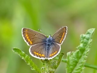 okgzl Esmer (Aricia agestis)