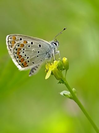 okgzl Esmer (Aricia agestis)