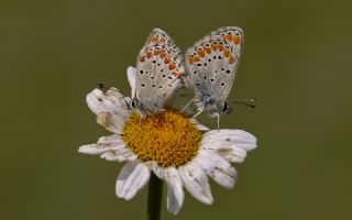 okgzl Esmer (Aricia agestis)