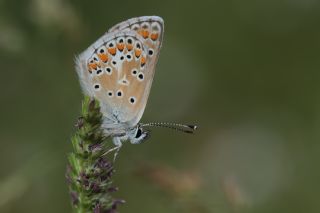 okgzl Esmer (Aricia agestis)