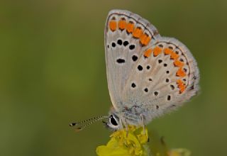 okgzl Esmer (Aricia agestis)