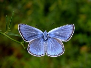 okgzl Hatay Mavisi (Polyommatus bollandi)